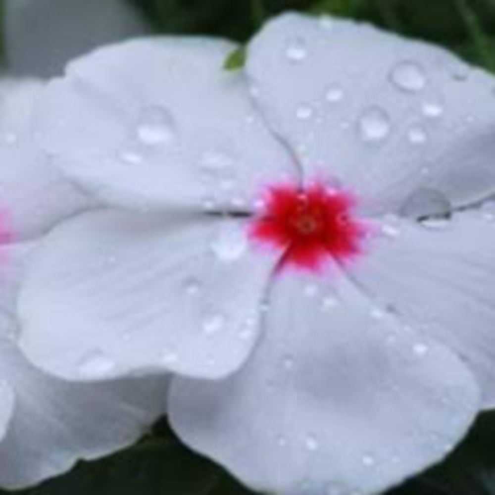 Meet your Posher, Valerie